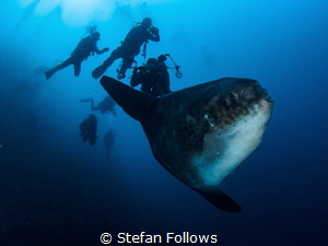 Crosstown Traffic. Southern Ocean Sunfish - Mola ramsayi.... by Stefan Follows 